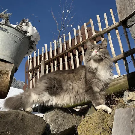 Evelyn's Huette Dom wakacyjny Dalaas